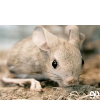 گونه دوپای بلوچی Hotson’s jerboa